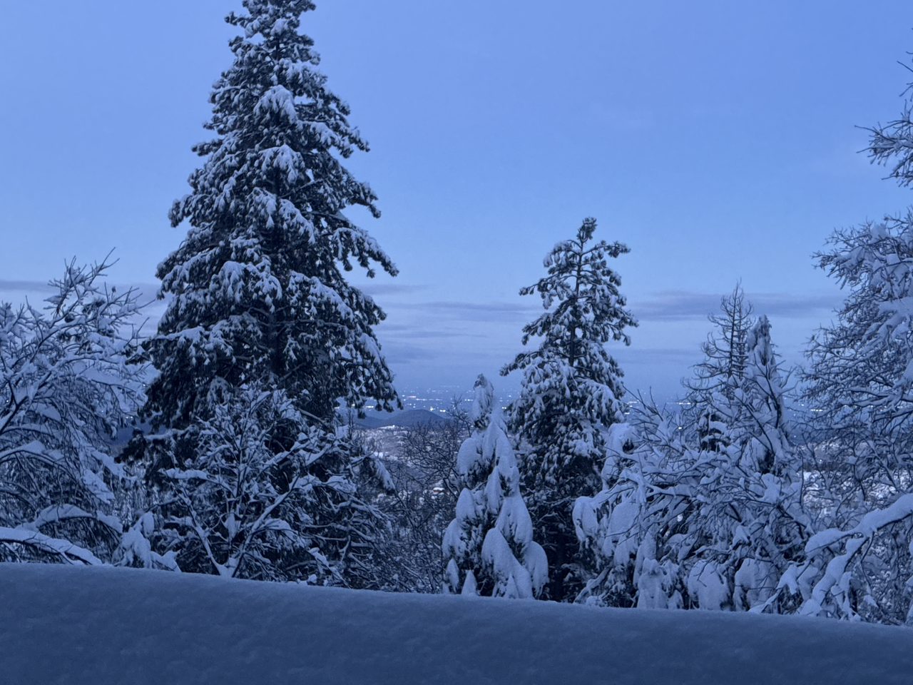 Snow-covered pines on the mountain property, with the valley visible below