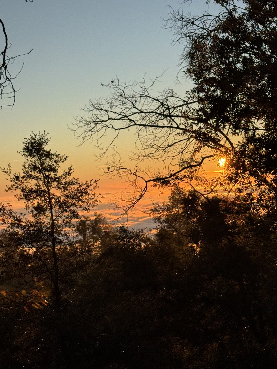 Golden-hour sunset through the trees on the mountain property